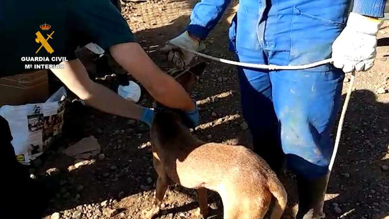 Los animales estaban en una finca de Agüimes (Foto TA)